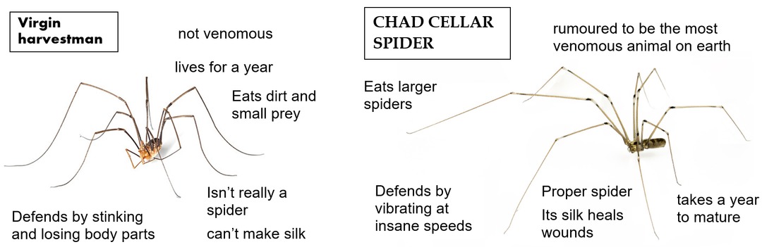 Daddy long legs compared - meme