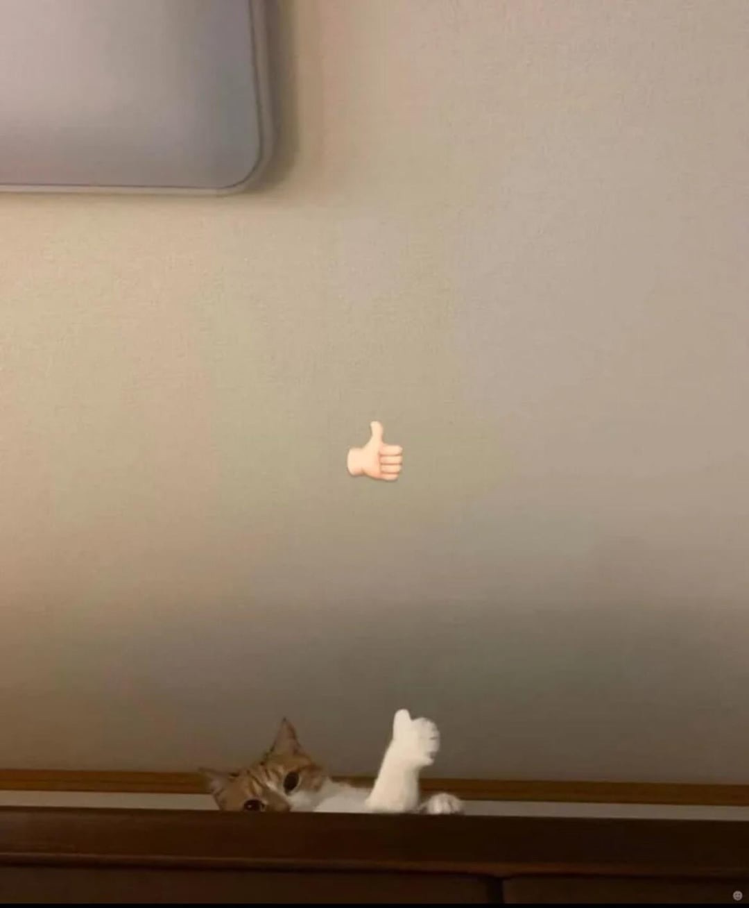 Gato: Ta bien - meme