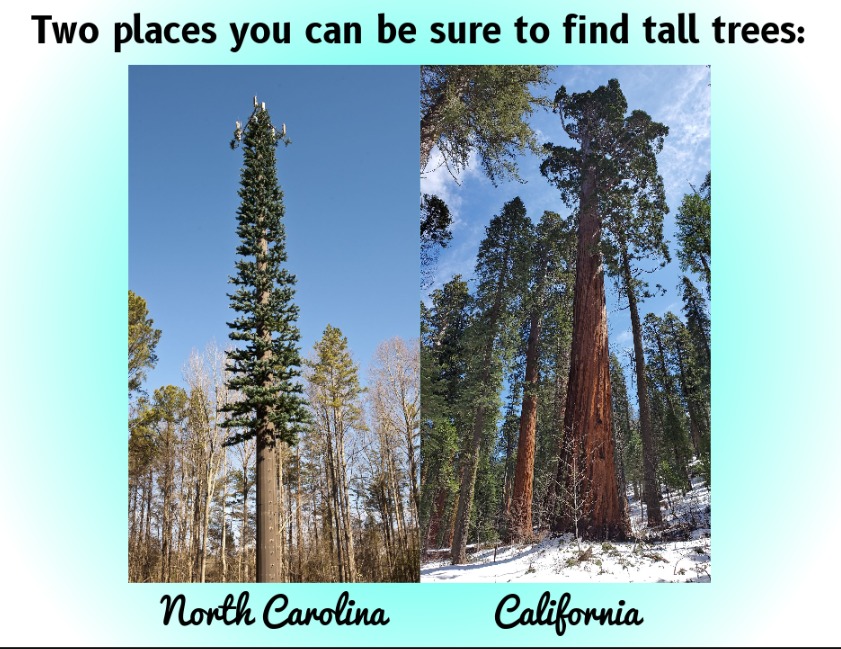 Tall Trees - meme