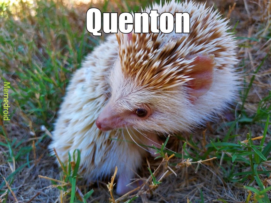 New Hedgie for Memedroid?