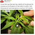 German cannabis new law
