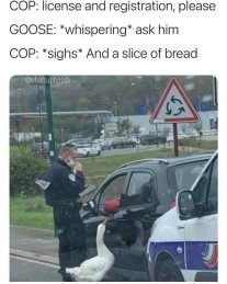 A slice of bread please for my duckku - meme