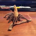 Gandalf des araignée