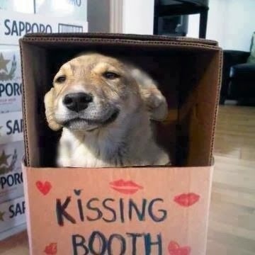 doggo kissing booth - meme