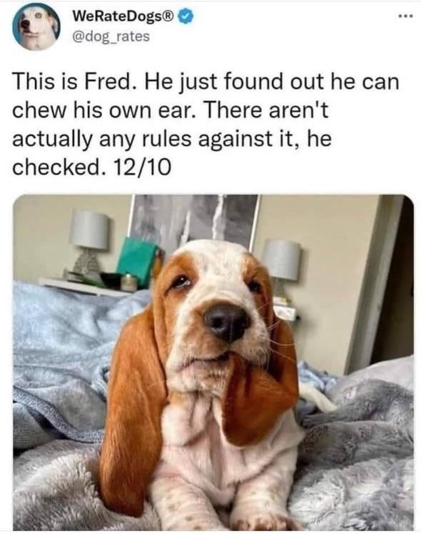 Fred discovered he can chew his own ear and honestly? Respect - meme