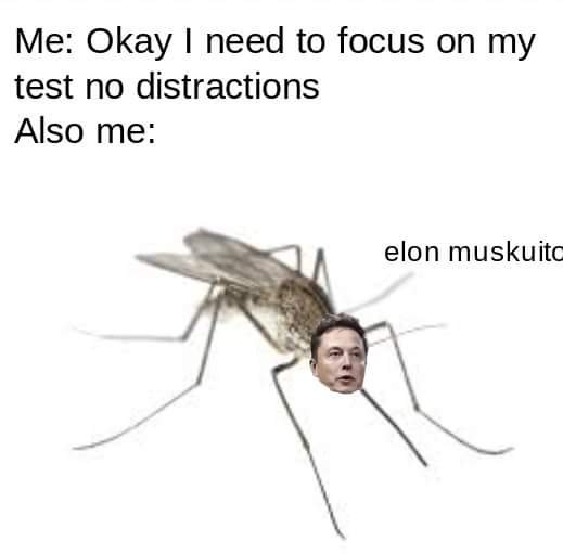 Elon muskito - meme