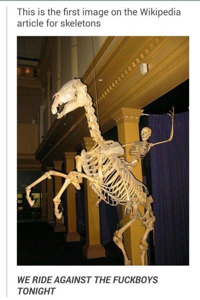 This is the first image on the Wikipedia article for skeletons - meme