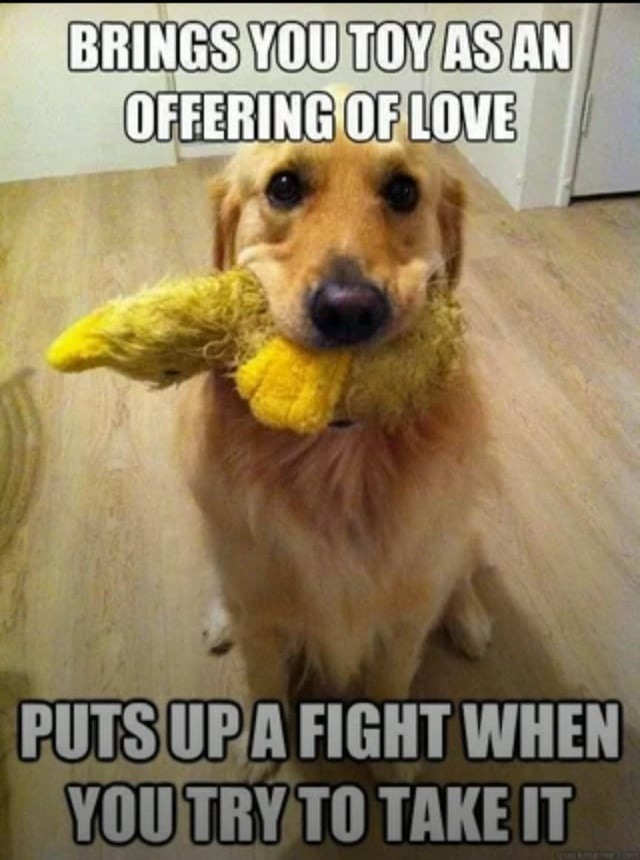 Brings you love, fights you for taking it back - meme