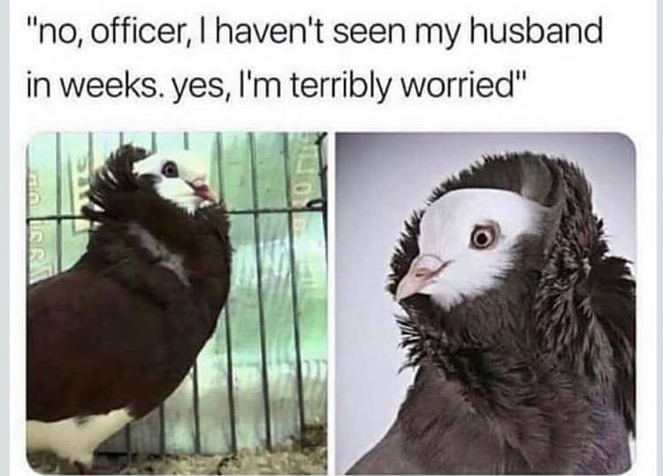 The Best Pigeon Memes Memedroid