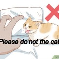 No el gato porfavor