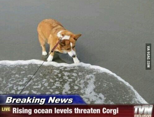 Corgi's butts can float on water - meme