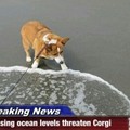 Corgi's butts can float on water