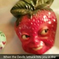 Devils lettuce