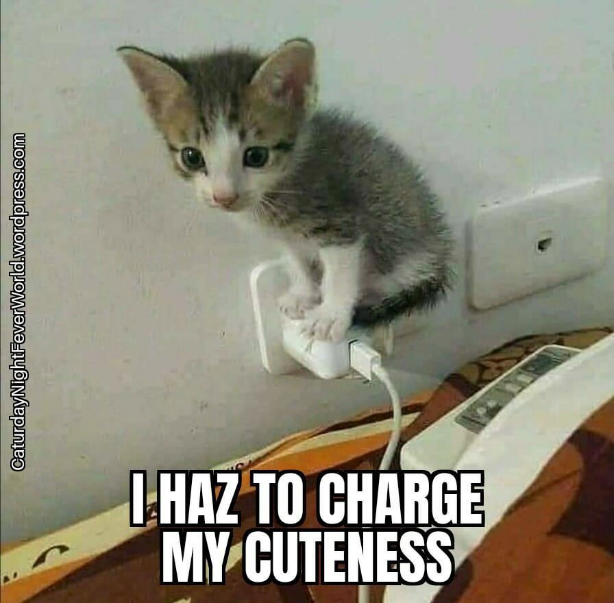 cute kitty cat - meme