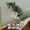 cute kitty cat