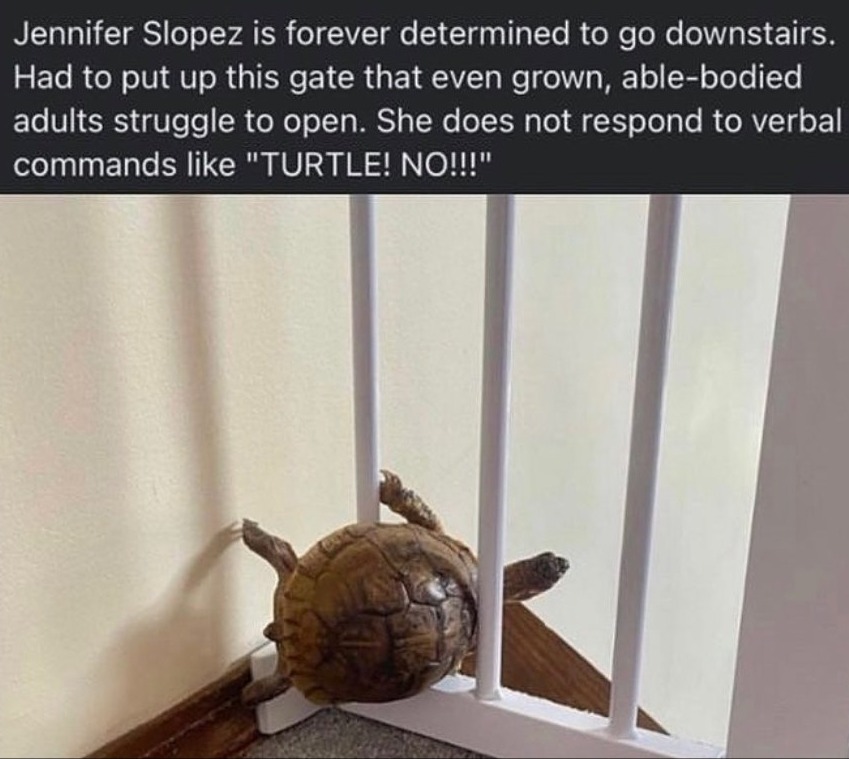 The immortal snail is named Jennifer Slowpez - meme