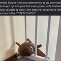 The immortal snail is named Jennifer Slowpez