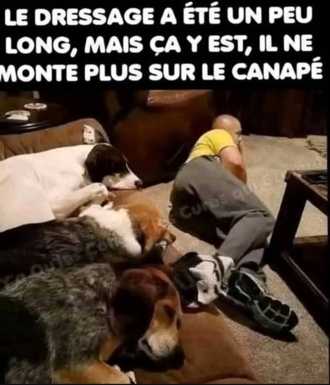 Dressage réussi : il monte plus sur le canapé… mais moi non plus - meme
