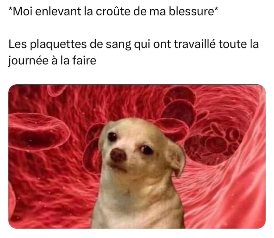 Quand t'arrache la croûte et trahis les plaquettes - meme