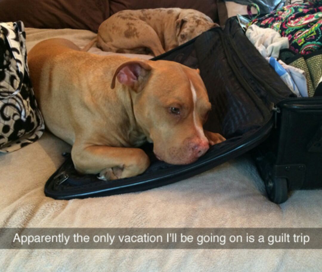can't bring doggo with me - meme