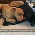 can't bring doggo with me