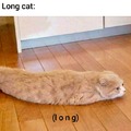 Long cat meme