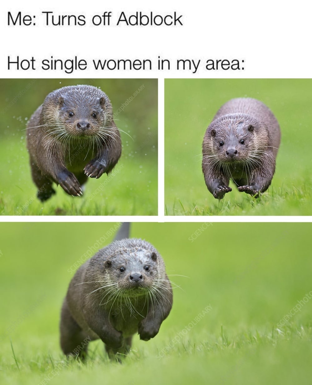 Single otters - meme
