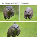 Single otters