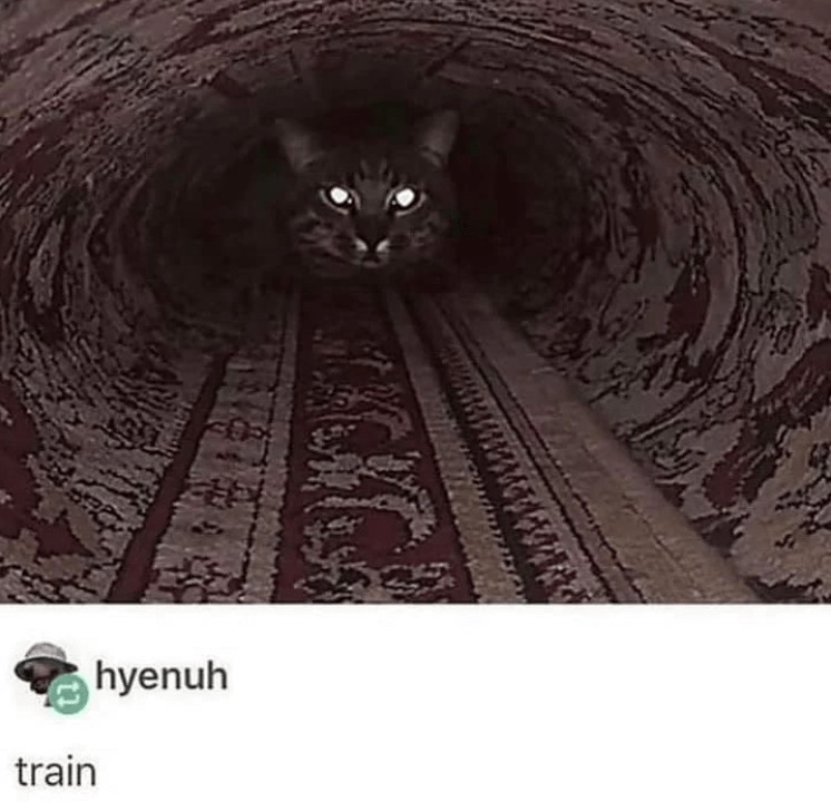 Train cat is arriving to the station - meme