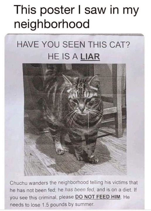 If you see this cat he is a liar - meme