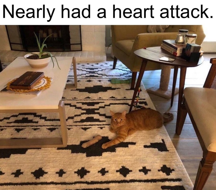 buggy cat - meme