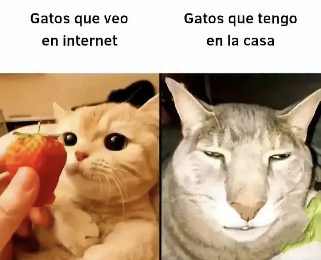 meme de gatos versión decepción
