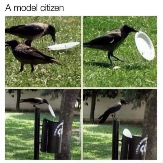 Model citizen crow - meme