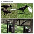 Model citizen crow