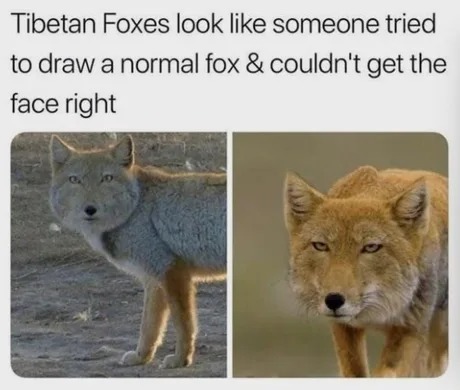 God made Tibetan Foxes at the end of the day - meme