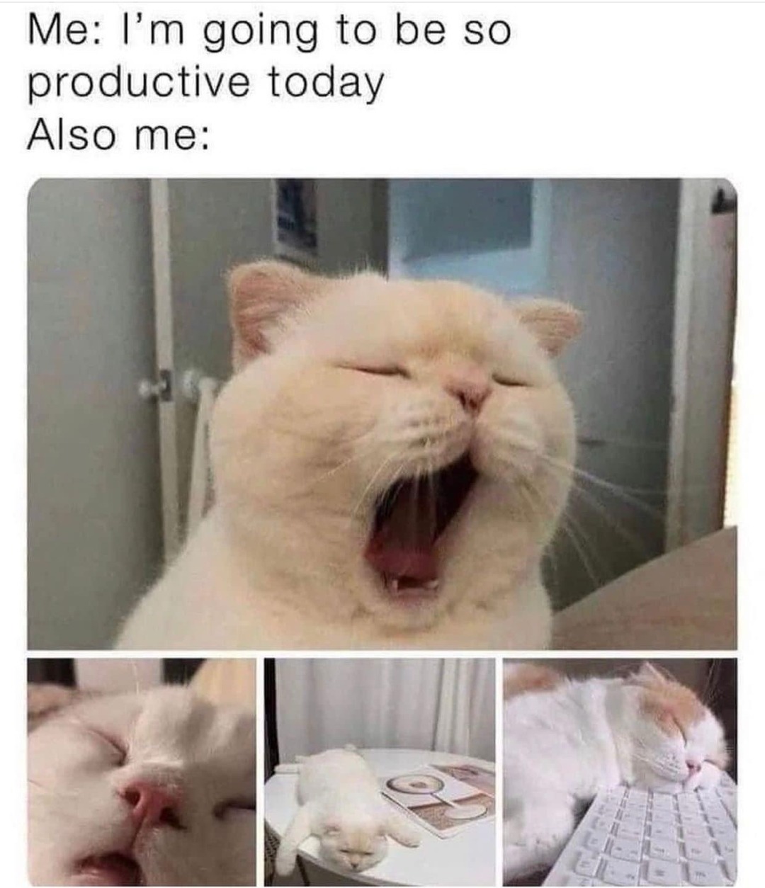 me hyping myself up to do nothing all day - meme