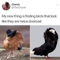 Old birds