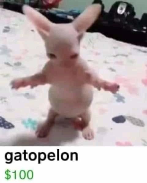 Gatopelon - meme