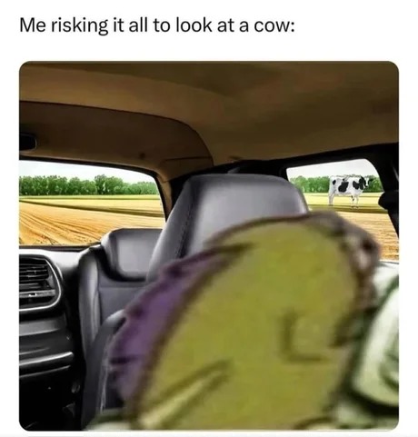 there are some beautiful majestic cows when you drive - meme