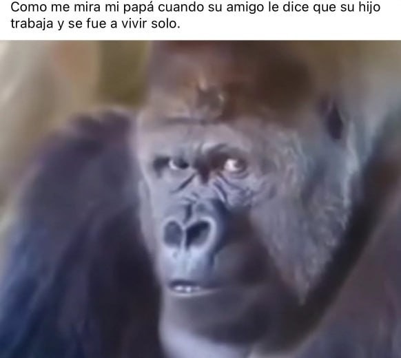 La mirada de tu padre cuando el hijo ajeno trabaja y vive solo - meme