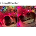 Me during whole December