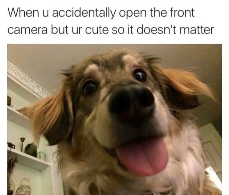 Cute dog - meme