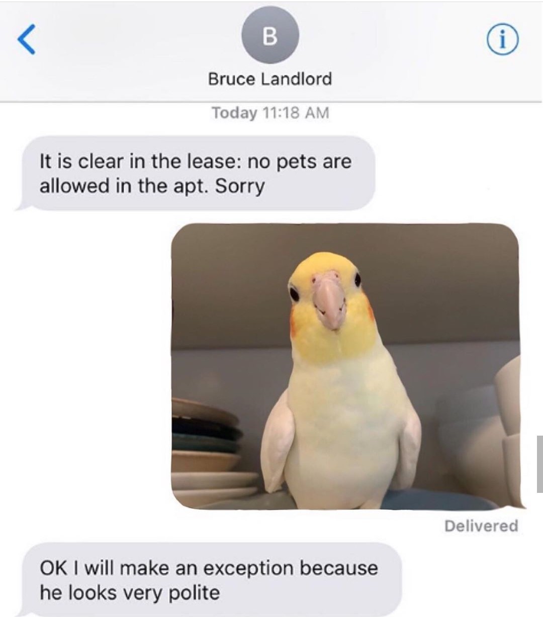 Good bird - meme