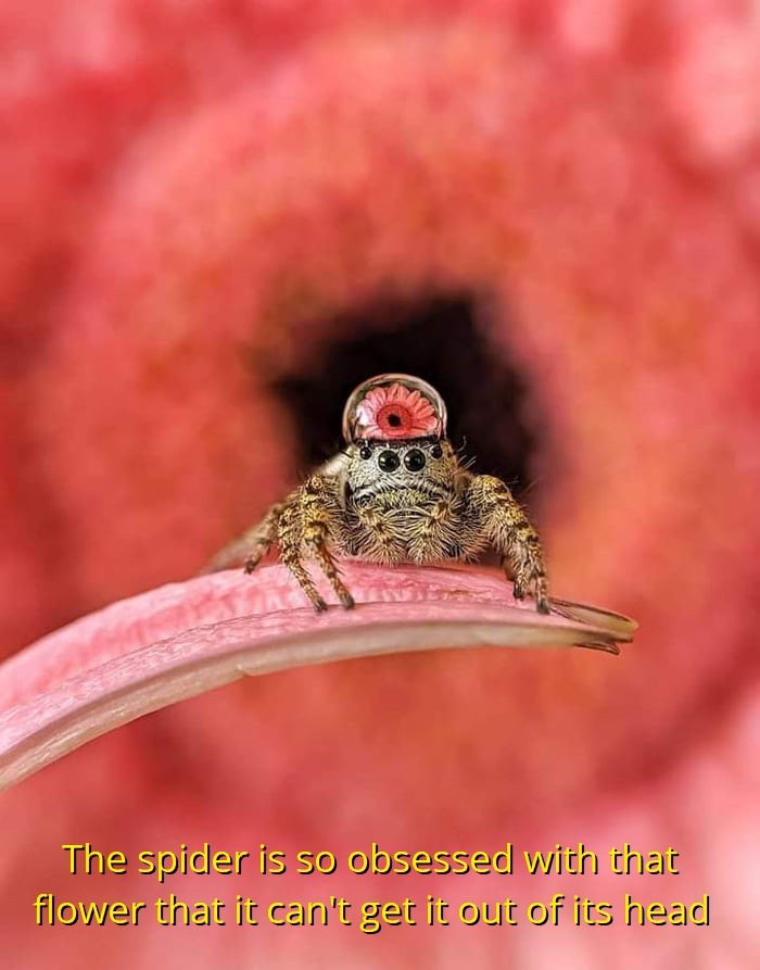 The spider is so obsessed with that flower that it can't get it out of its head - meme