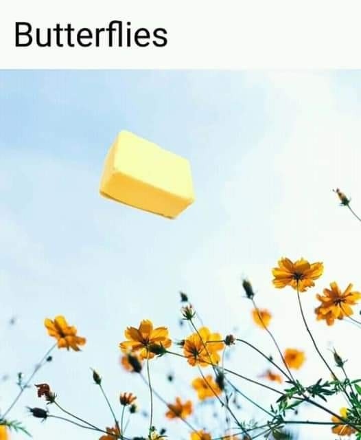 Butterflies - meme