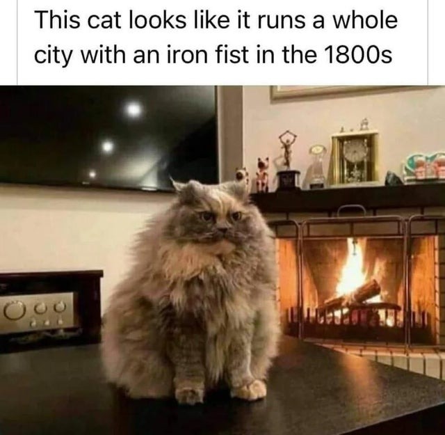 1800s cat meme