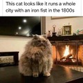 1800s cat meme
