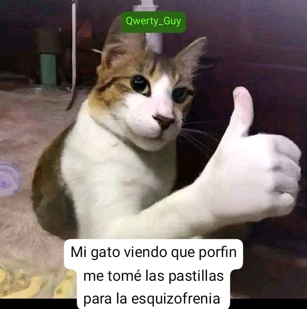 gracias meme gato