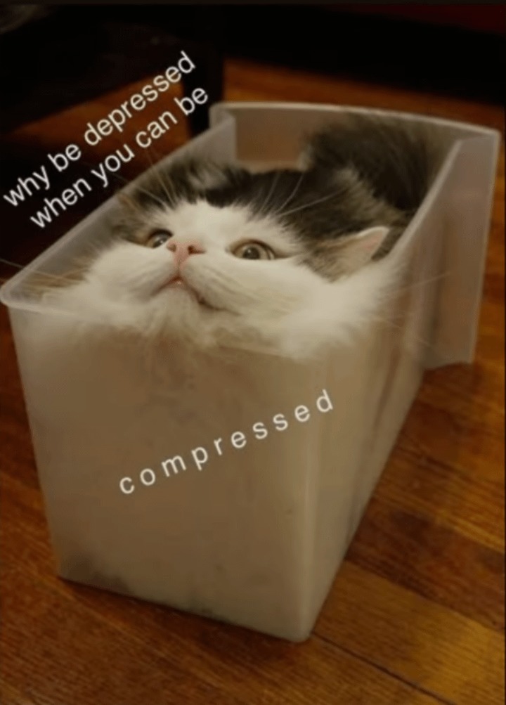 Compressed cat - meme