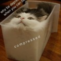 Compressed cat